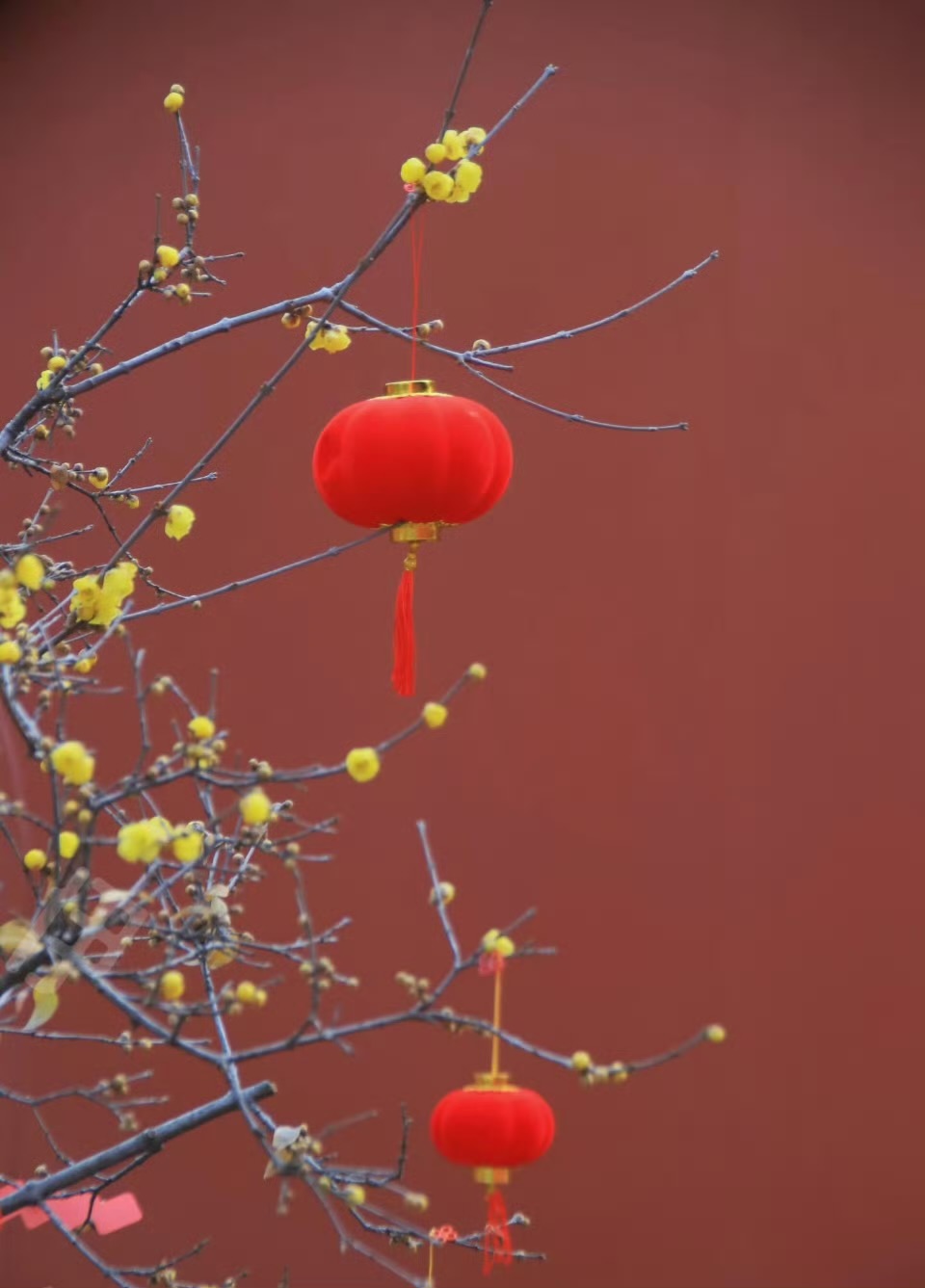 天翅的狼