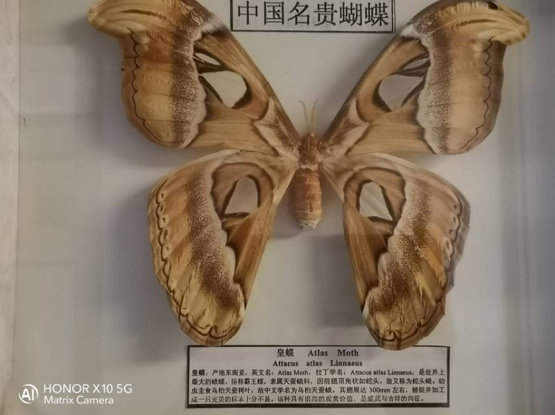 碳基圈187-0109szq9668