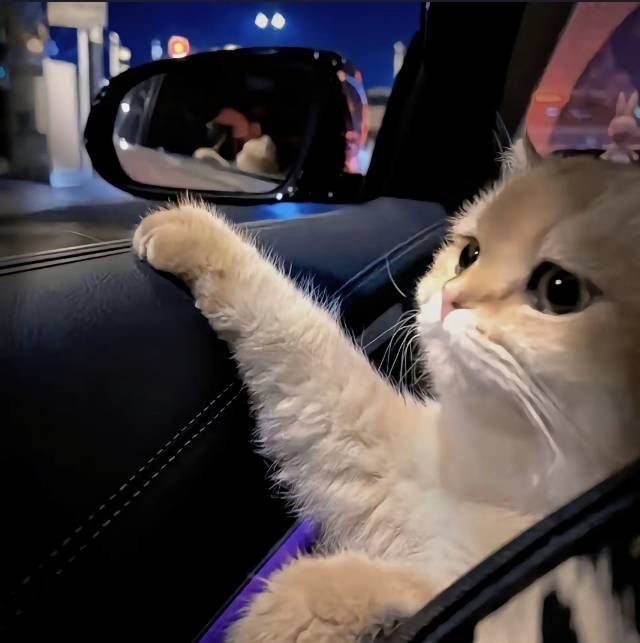 哈喽miao
