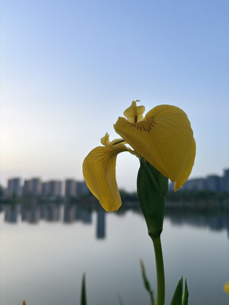 皇甫英
