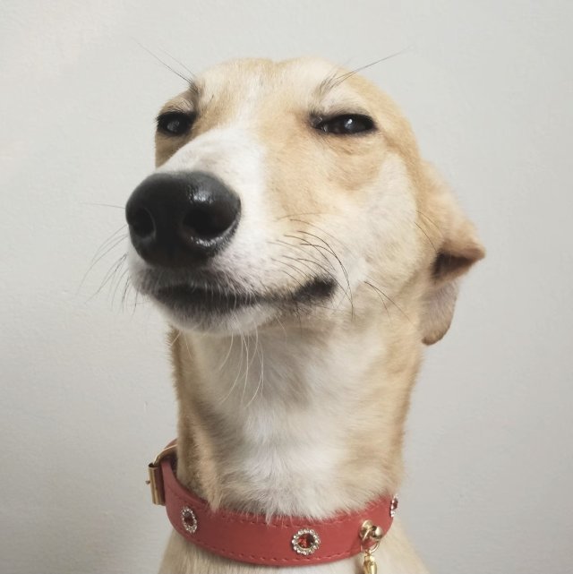 姚大胆