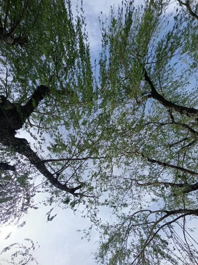 碳基圈_123