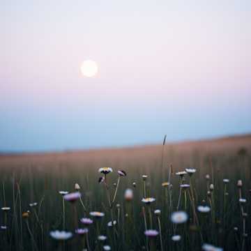 眉眼弯弯月朦胧