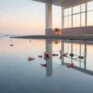 被风吹散的海棠花