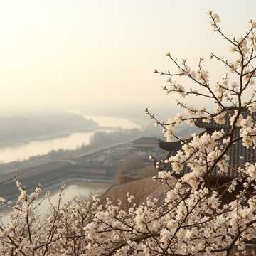 《魏州梨花白》