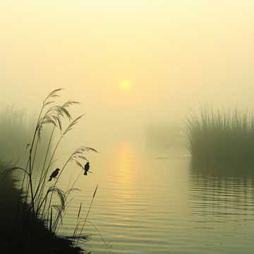 你的美丽，我不得安睡