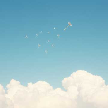 蒲公英在云上飞