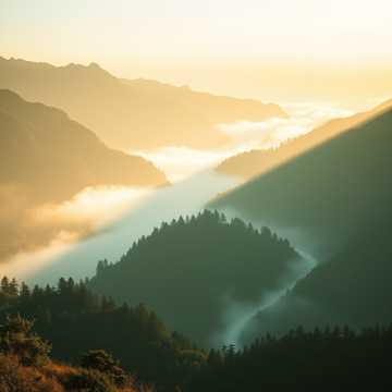 申猴·山林逍遥