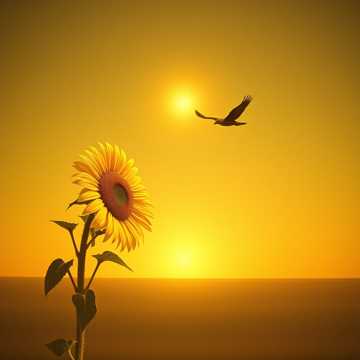 向日葵与信天翁