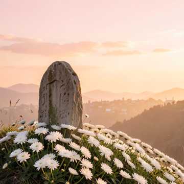 种在春天里的光